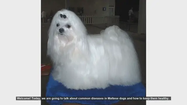 Video thumbnail for Keeping Your Maltese Dog Healthy: Common Diseases and Prevention Tips