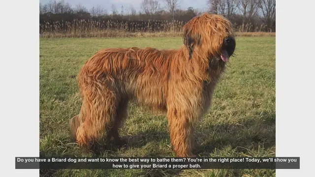 Video thumbnail for How to Bathe Your Briard Dog: Step-by-Step Guide