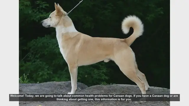 Video thumbnail for Common Health Problems in Canaan Dogs: What You Need to Know
