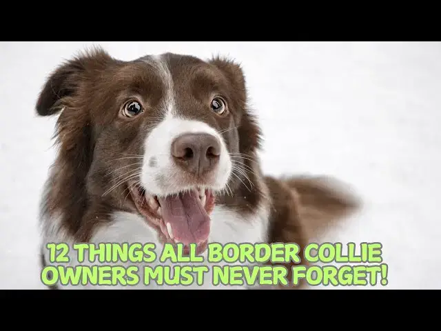 Video thumbnail for 12 Things All Border Collie Owners Must Never Forget! 🐕✨
