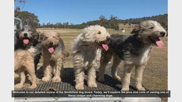 Video thumbnail for Smithfield Dog Breed Review: Pros and Cons