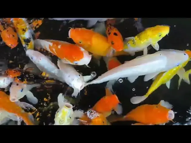 Video thumbnail for Koi Fish Care: Maximizing Growth and Beauty