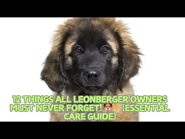 Video thumbnail for 12 Things All Leonberger Owners Must Never Forget! 🐶✨ (Essential Care Guide)
