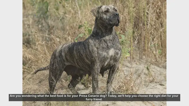 Video thumbnail for Best Diet for Your Presa Canario: Essential Nutrition Tips