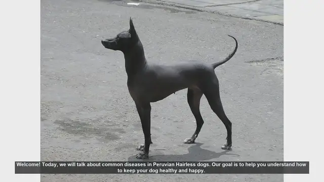 Video thumbnail for Caring for Peruvian Hairless Dogs: Common Diseases and Prevention Tips