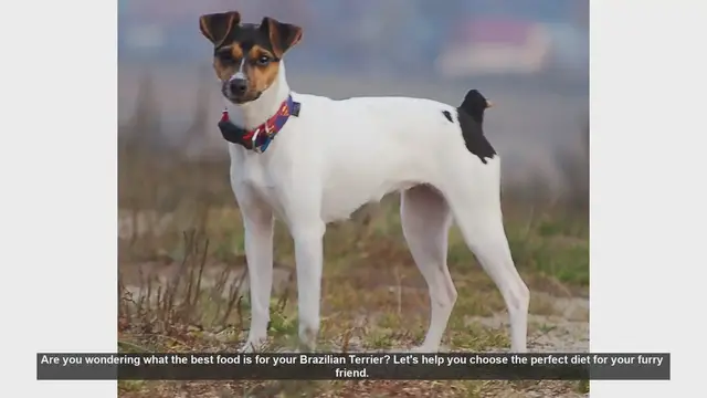 Video thumbnail for Best Food for Your Brazilian Terrier: A Comprehensive Guide