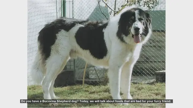 Video thumbnail for Foods to Avoid for Your Bucovina Shepherd Dog