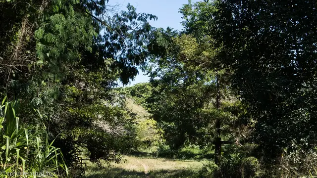 Video thumbnail for Jardín Botánico bei Cienfuegos | Kuba-Rundreise