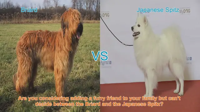 Video thumbnail for Briard vs. Japanese Spitz: A Comprehensive Comparison
