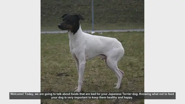 Video thumbnail for Foods to Avoid for Your Japanese Terrier: Keep Your Dog Safe and Healthy