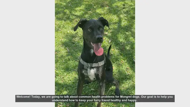 Video thumbnail for Common Health Problems in Mongrel Dogs and How to Prevent Them