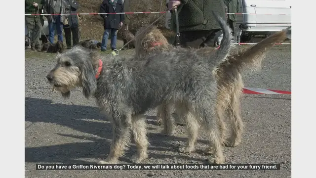 Video thumbnail for Dangerous Foods for Your Griffon Nivernais: Keep Your Dog Safe!