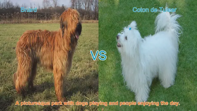 Video thumbnail for Briard vs. Coton de Tulear: A Comparison of Long-Haired Dog Breeds