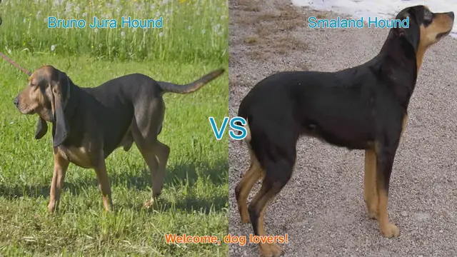 Video thumbnail for Bruno Jura Hound vs. Smaland Hound: A Unique Breed Comparison