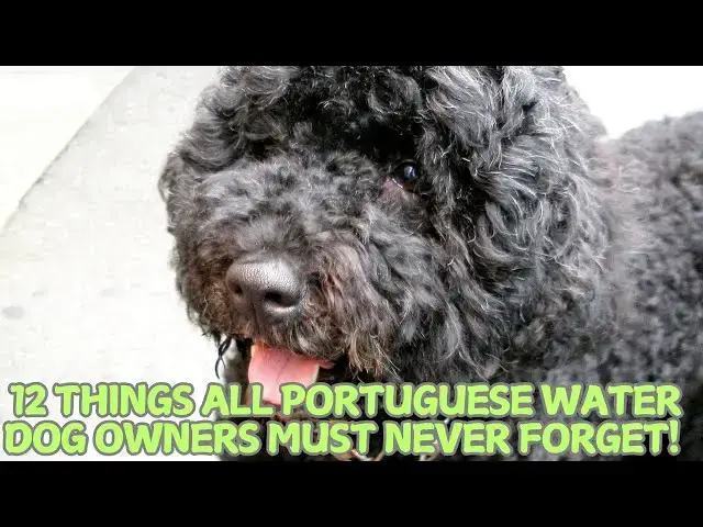 Video thumbnail for 12 Things All Portuguese Water Dog Owners Must Never Forget! 🌊🐶