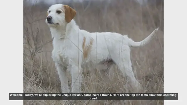 Video thumbnail for Top 10 Facts About the Istrian Coarse-haired Hound