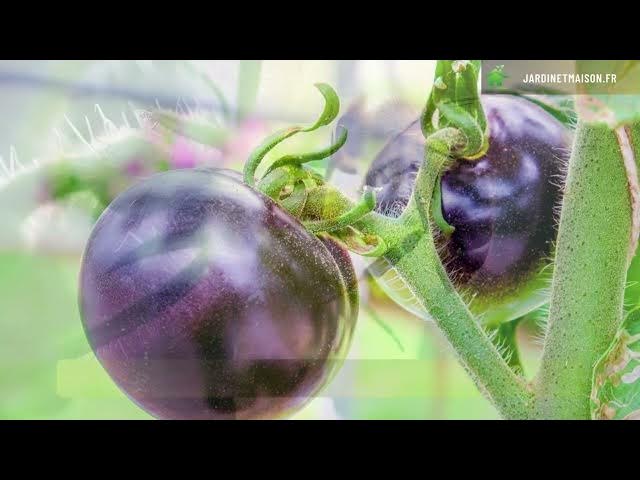 Video thumbnail for 5 questions sur la culture de la tomate au potager