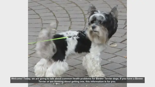 Video thumbnail for Common Health Problems in Biewer Terriers: What You Need to Know