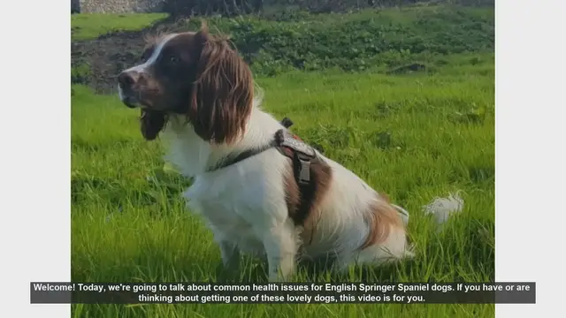 Video thumbnail for Common Health Issues in English Springer Spaniels