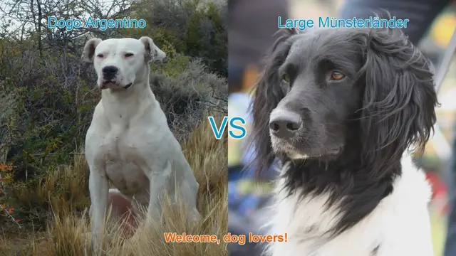 Video thumbnail for Dog Breed Comparison: Dogo Argentino vs. Large Münsterländer