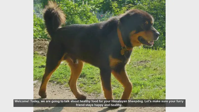 Video thumbnail for Healthy Diet Tips for Your Himalayan Sheepdog