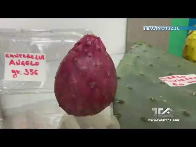 Video thumbnail for Ficoambiente a Biancavilla. Torna il concorso "Chi lo porta più grosso, chi ce l'ha più lunga".