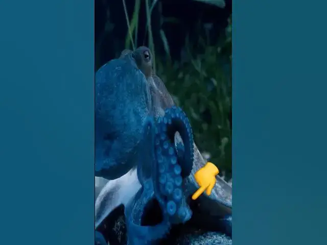 'Video thumbnail for Scientists Spotted An Octopus ‘Guarding’ Something, And Then They Realized Why'