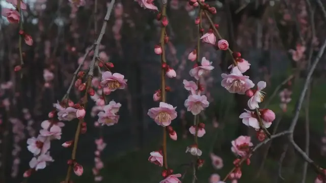 Video thumbnail for How to Grow Cherry Blossom Trees