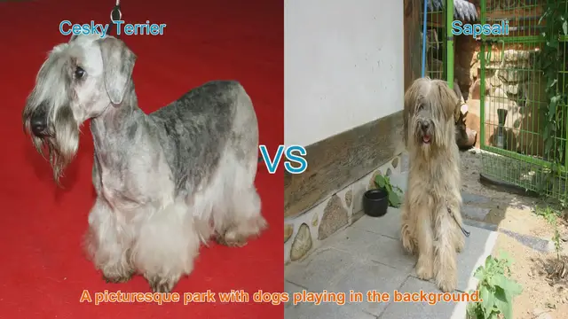 Video thumbnail for Unique Dog Breeds: Cesky Terrier vs. Sapsali