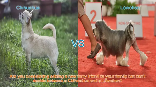 Video thumbnail for Chihuahua vs. Löwchen: Choosing the Right Dog Breed for Your Family