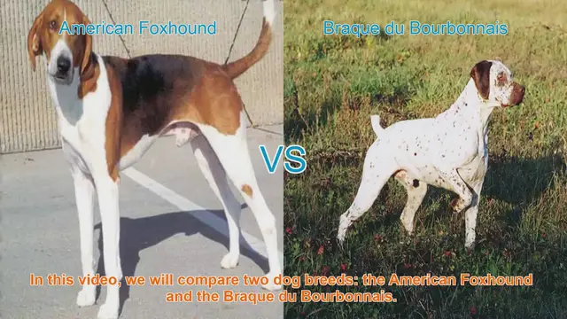 Video thumbnail for American Foxhound vs. Braque du Bourbonnais: A Breed Comparison