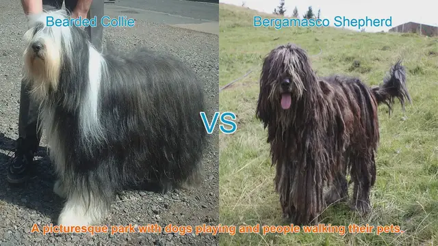 Video thumbnail for Bearded Collie vs. Bergamasco Shepherd: A Comparison of Long-Haired Dog Breeds