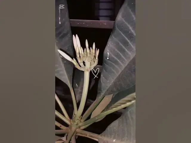 Video thumbnail for Meri Zindegi Hain Tu ❤️ - Plumria - Kathgolap