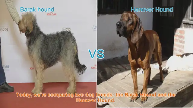 Video thumbnail for Barak Hound vs. Hanover Hound: A Comprehensive Comparison