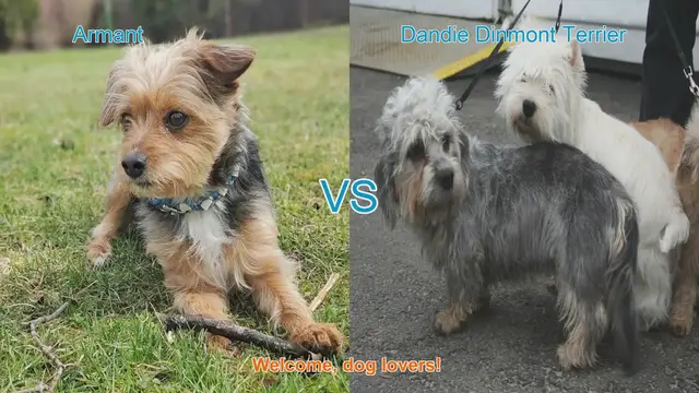 Video thumbnail for Armant vs. Dandie Dinmont Terrier: A Comparison of Two Unique Dog Breeds