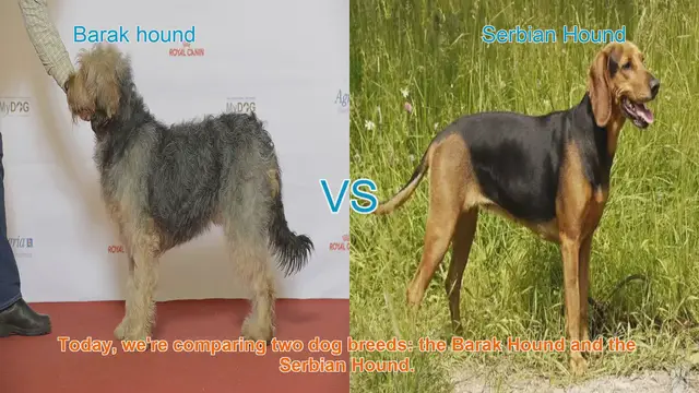 Video thumbnail for Barak Hound vs. Serbian Hound: A Comprehensive Comparison