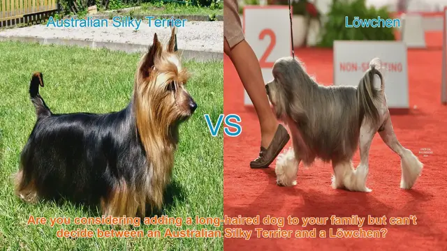Video thumbnail for Choosing Between Australian Silky Terrier and Löwchen: A Guide to Long-Haired Dog Breeds
