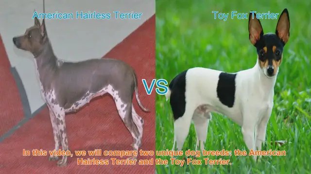 Video thumbnail for American Hairless Terrier vs. Toy Fox Terrier: A Breed Comparison