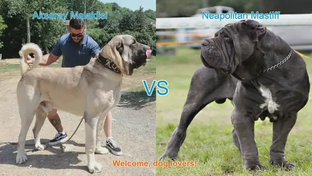 Video thumbnail for Aksaray Malaklisi vs. Neapolitan Mastiff: A Majestic Dog Breed Comparison