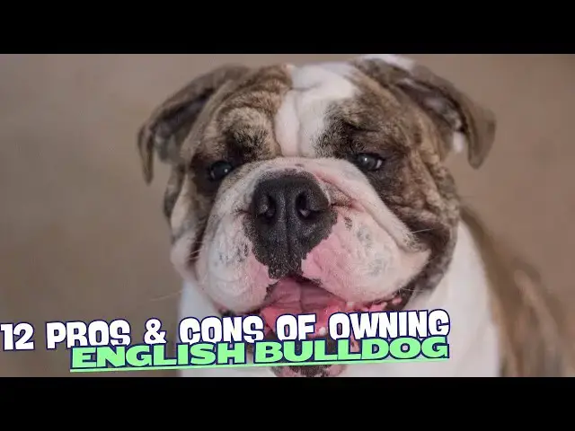 Video thumbnail for 12 Pros & Cons of Owning an English Bulldog🏡