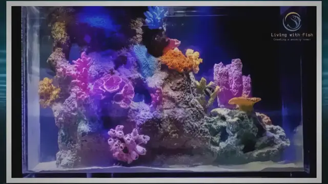 Video thumbnail for The Top Benefits of Choosing an Acrylic Fish Tank