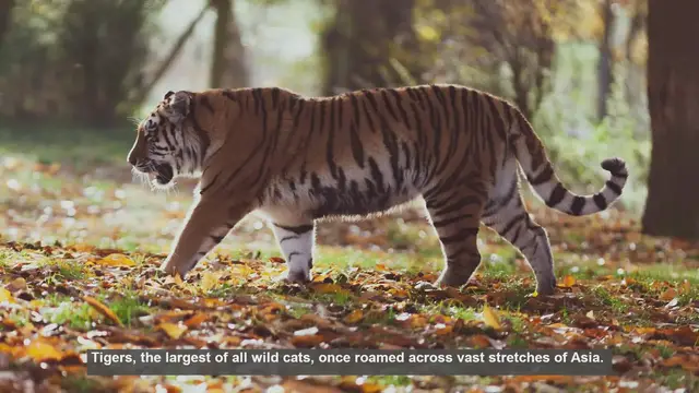 Video thumbnail for 10 Places Where Tigers Once Roamed But Are Now Extinct