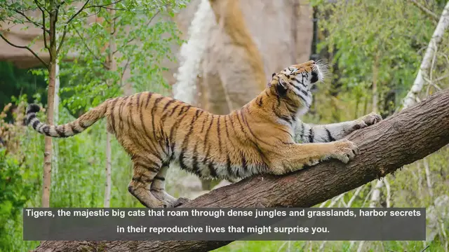 Video thumbnail for 10 Surprising Facts About Tiger Reproduction