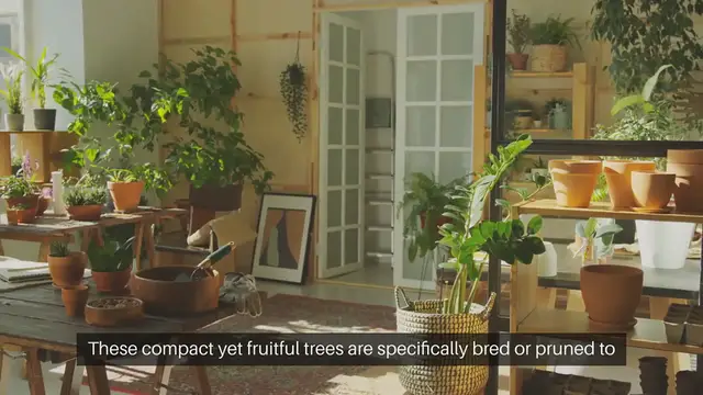 Video thumbnail for Patio Fruit Trees for Small Spaces