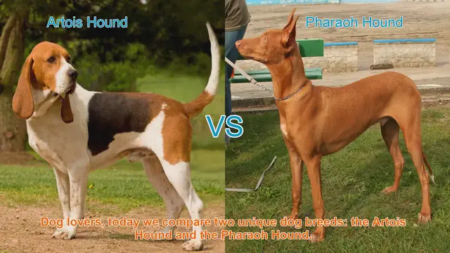 Video thumbnail for Artois Hound vs. Pharaoh Hound: A Comparison of Two Unique Dog Breeds