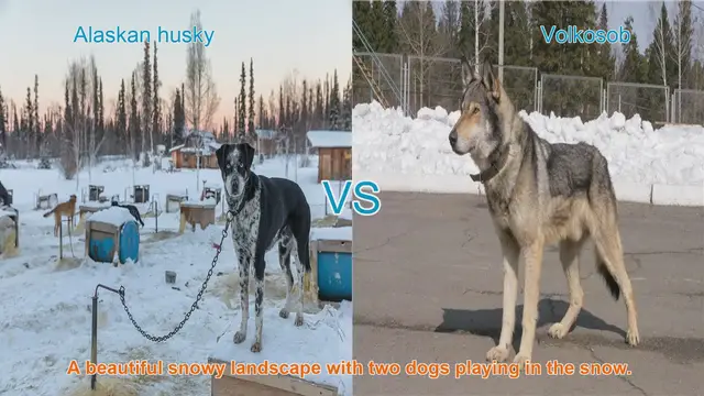 Video thumbnail for Alaskan Husky vs. Volkosob: A Comparison of Two Remarkable Working Dog Breeds