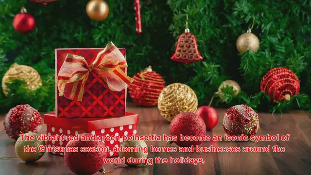 Video thumbnail for Why Are Poinsettias Symbolic Of The Christmas Season?