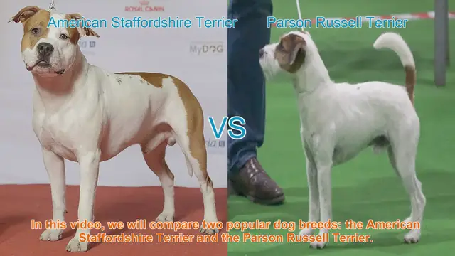 Video thumbnail for American Staffordshire Terrier vs. Parson Russell Terrier: A Breed Comparison