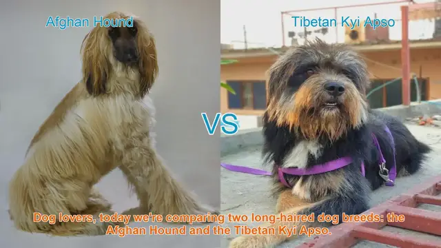 Video thumbnail for Afghan Hound vs. Tibetan Kyi Apso: A Comparison of Long-Haired Dog Breeds