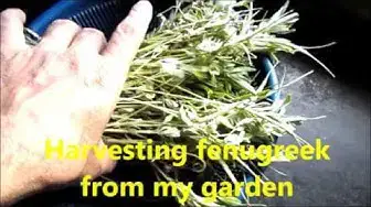 Video thumbnail for Harvesting fenugreek at home / Fenugreek farming at home garden